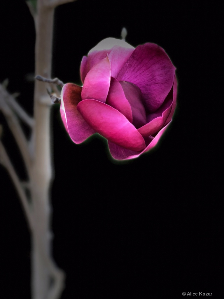Red magnolia and branch "stage light"