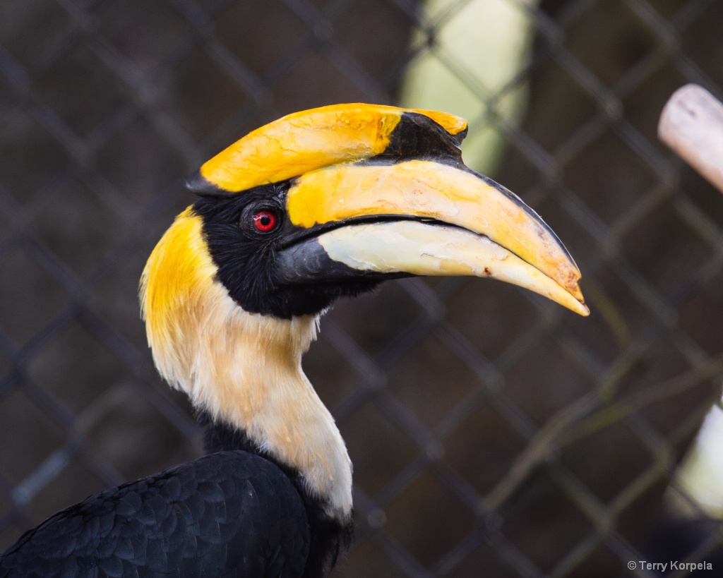 Great Indian Hornbill   - ID: 15673028 © Terry Korpela