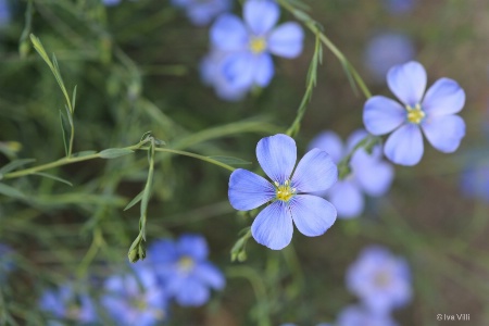 Alpine flax