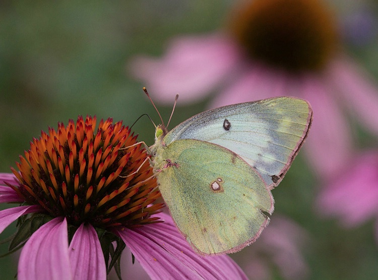 Clouded Sulphur