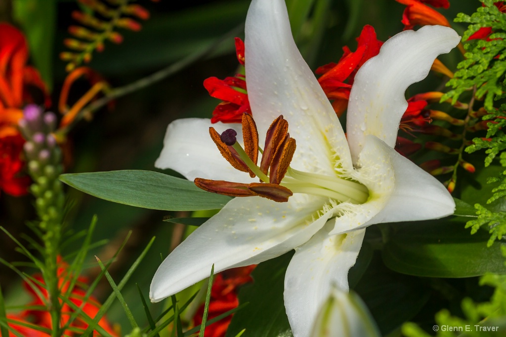 Lilly in the Shade Garden