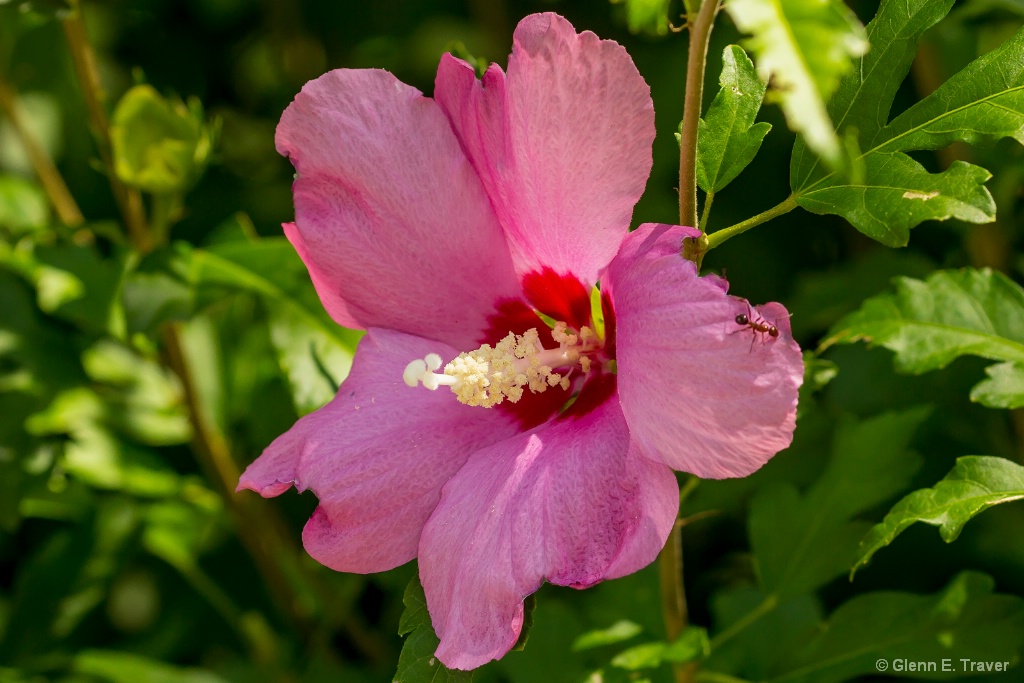 Rose of Sharon 