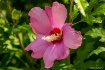 Rose of Sharon 