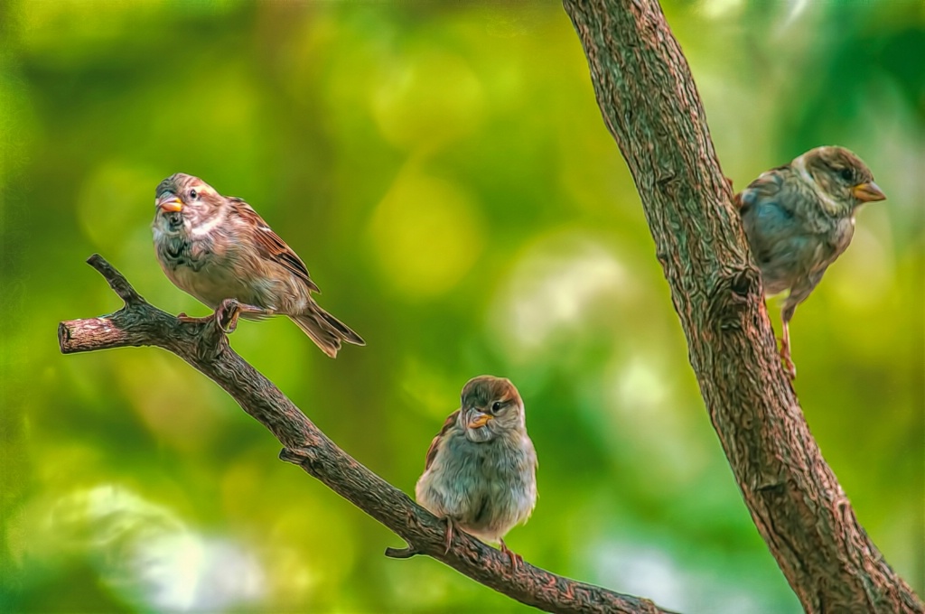 Three Sparrows