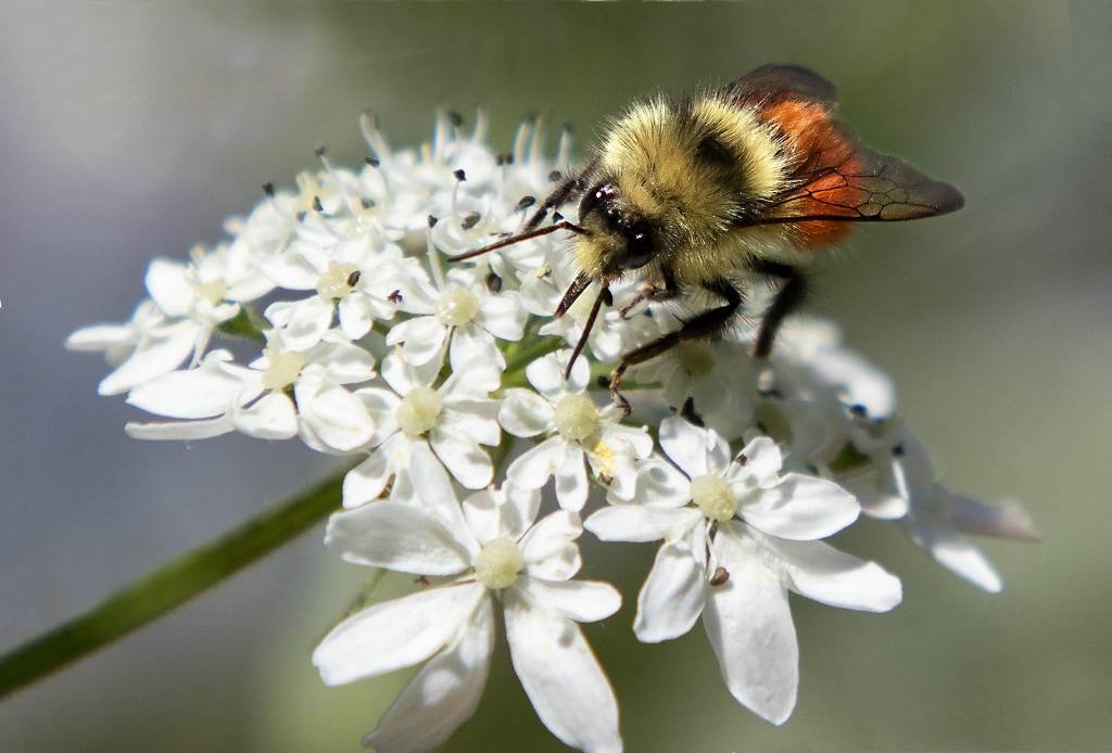 Pollinating   