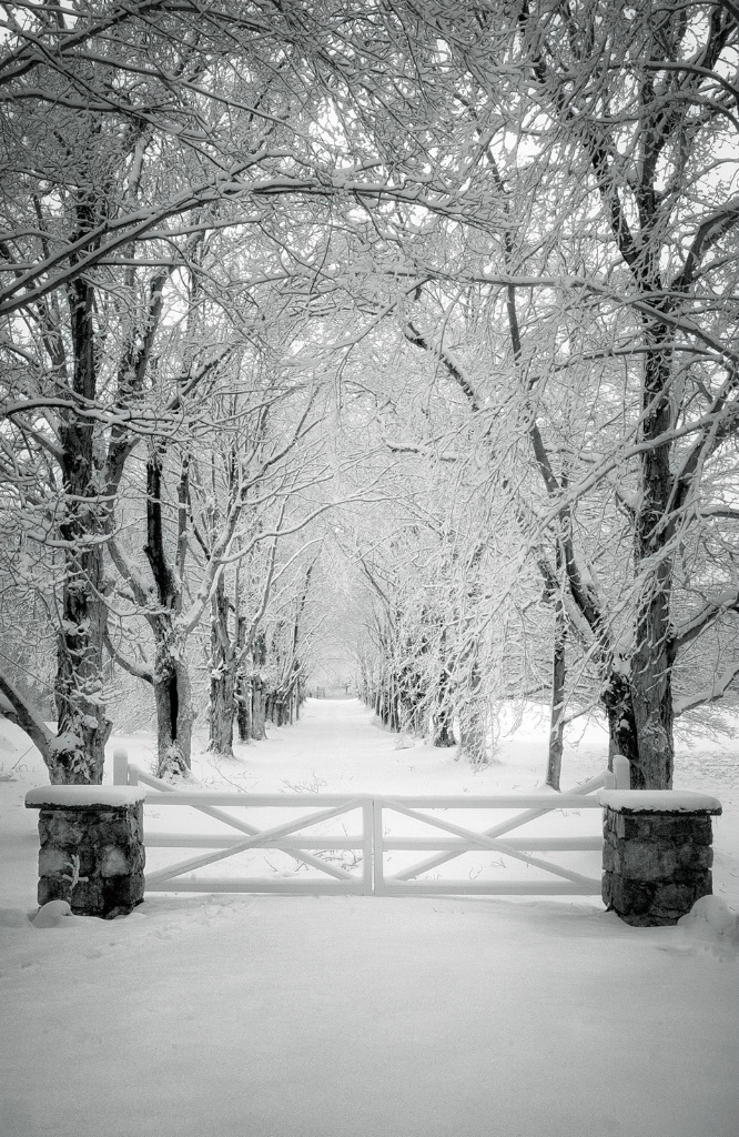 Winter Trees