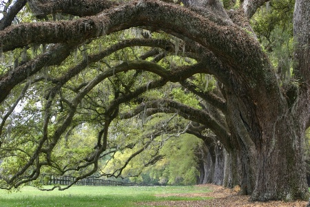 Southern Trees