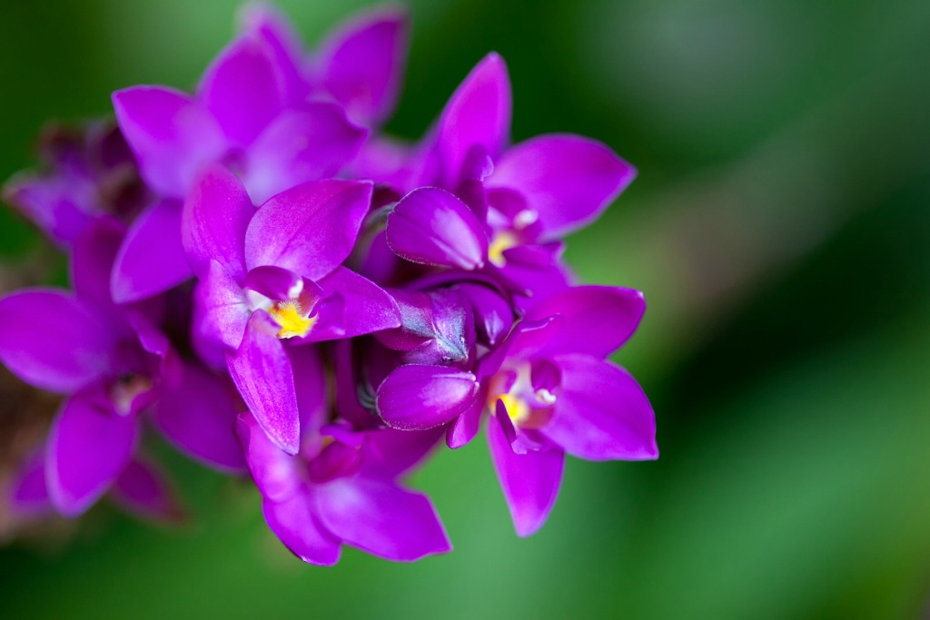 Orchids