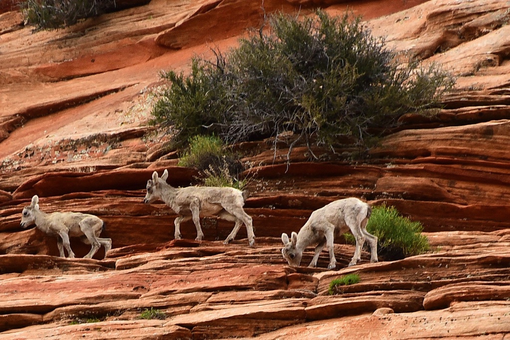 Three Young Mountain Goats