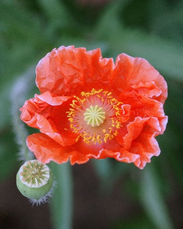 floral and bud