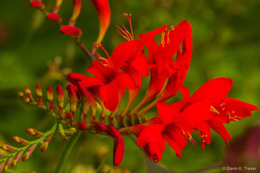 Lucifer Crocosmia