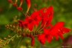 Lucifer Crocosmia