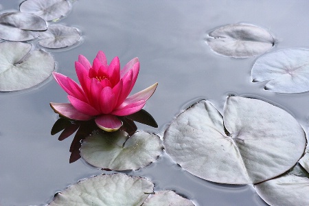 Rose water lily on silvery waters