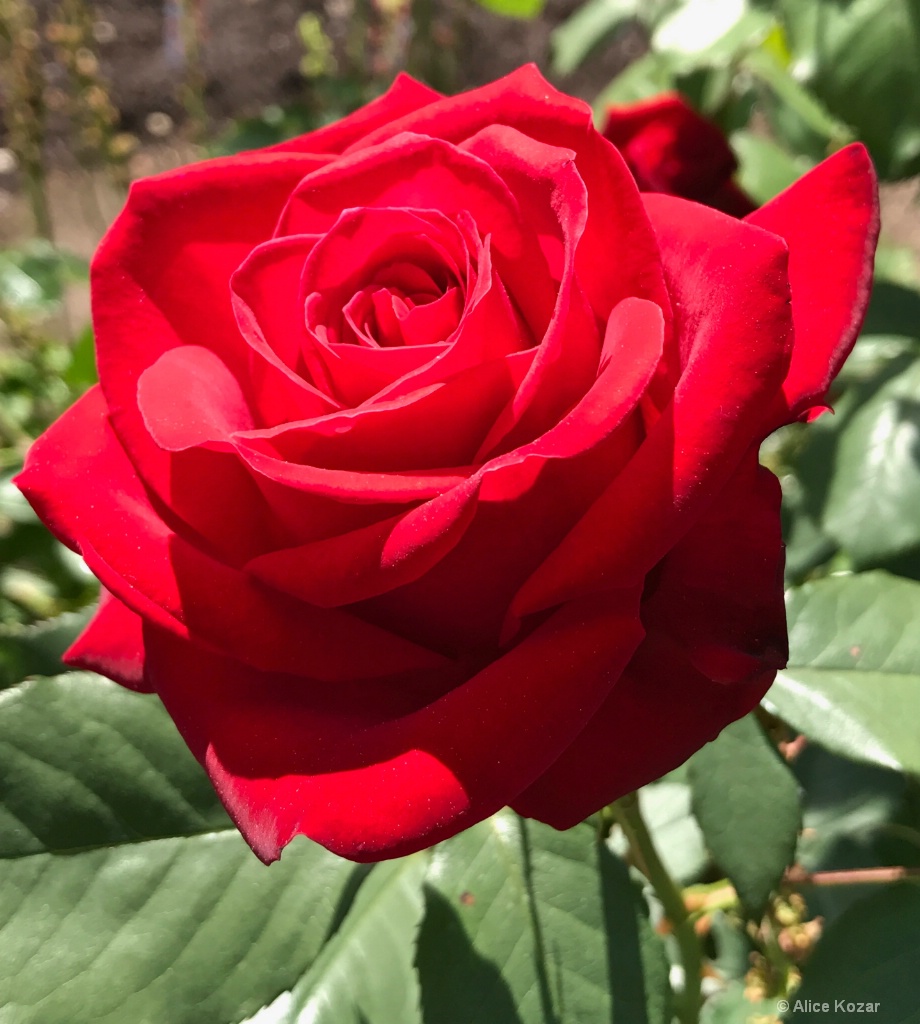 Crimson Velvet - ID: 15673293 © Alice Kozar