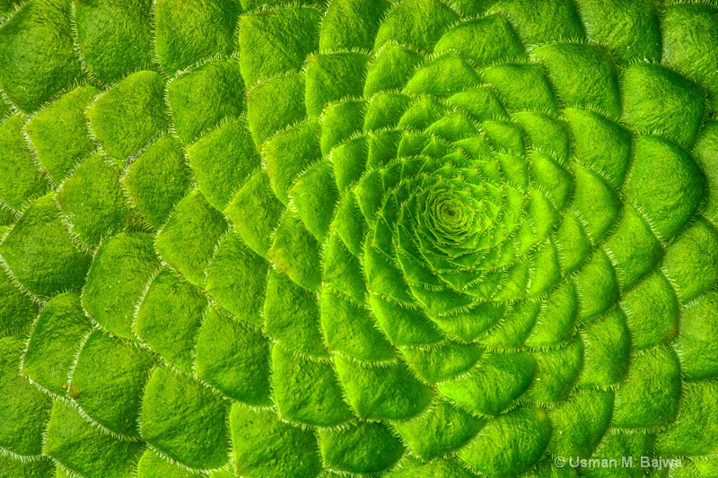 Nature's Fractals