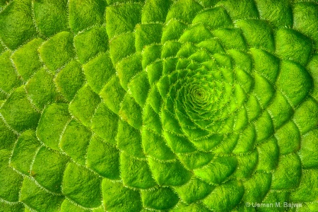 Nature's Fractals