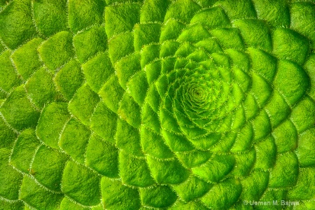 Nature's Fractals