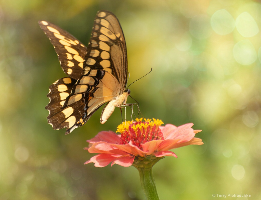 Dreamsickle - ID: 15673416 © Terry Piotraschke