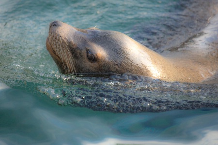 Sea Lion