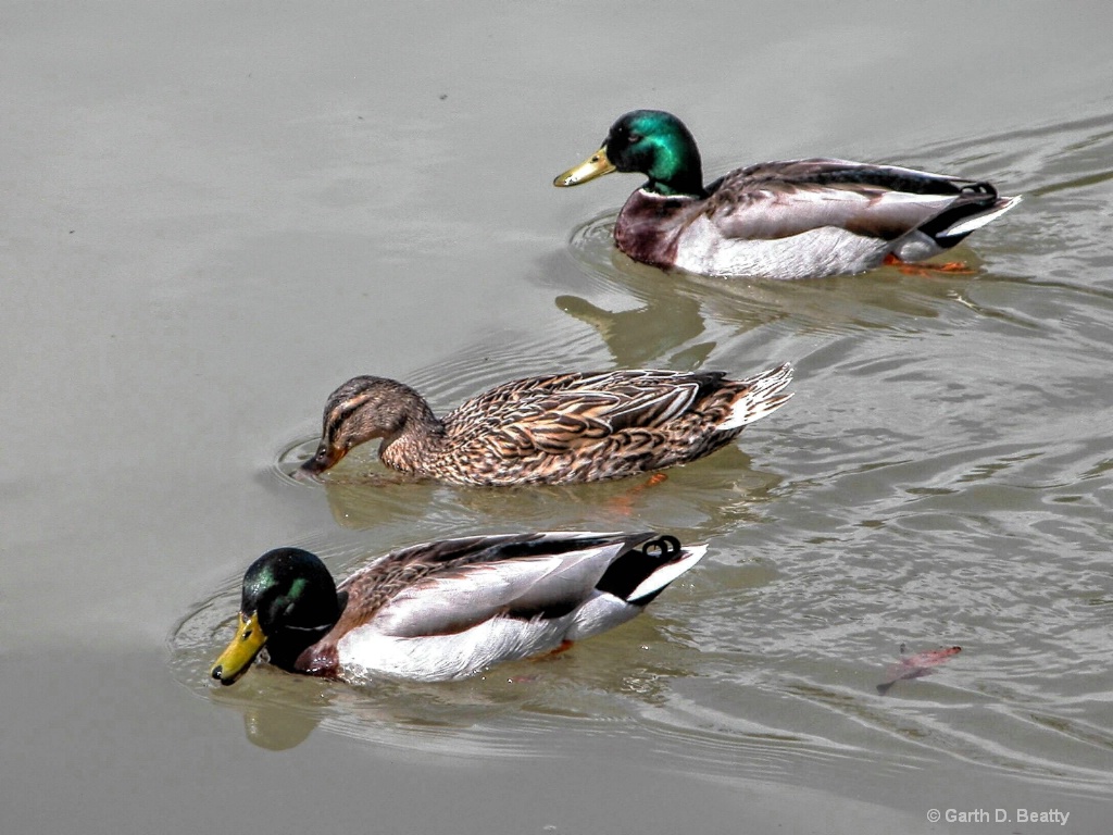 Three Mallards