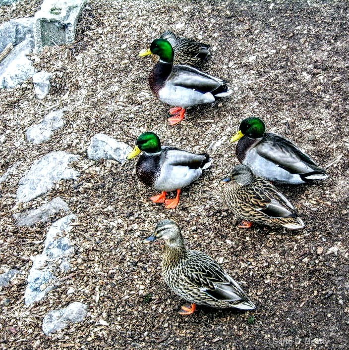 Three Pairs of Mallards