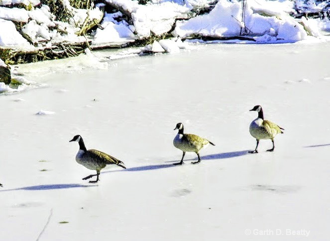 Canada Geese Ice Walking