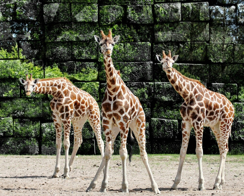 Curious Young Giraffes