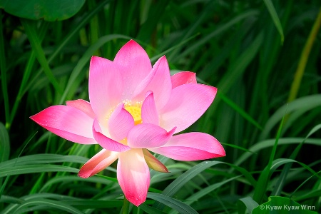Color of Lotus