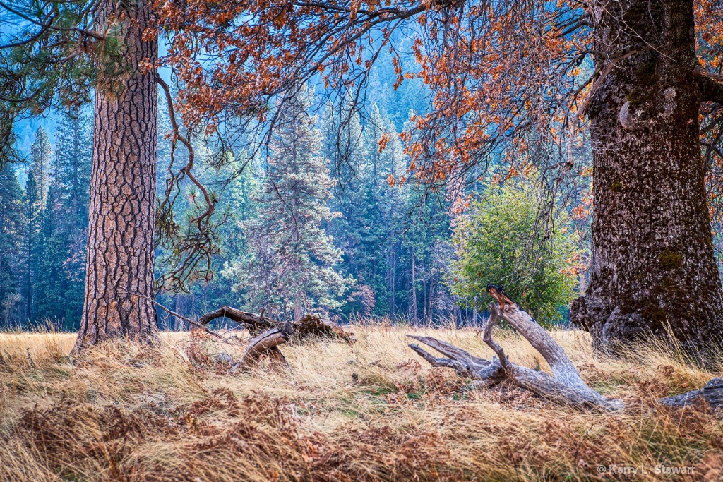 Framed Pine - ID: 15673570 © Kerry L. Stewart