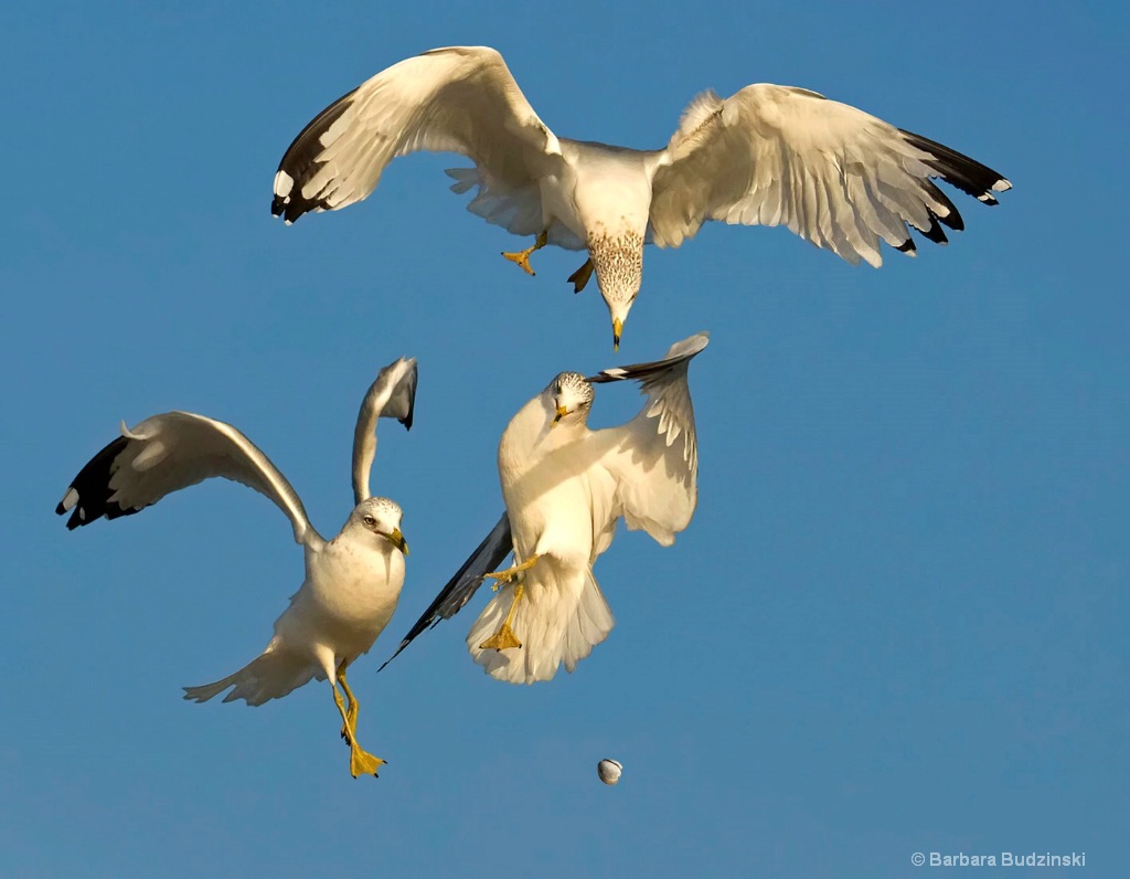 Seagulls and the Lost Clam