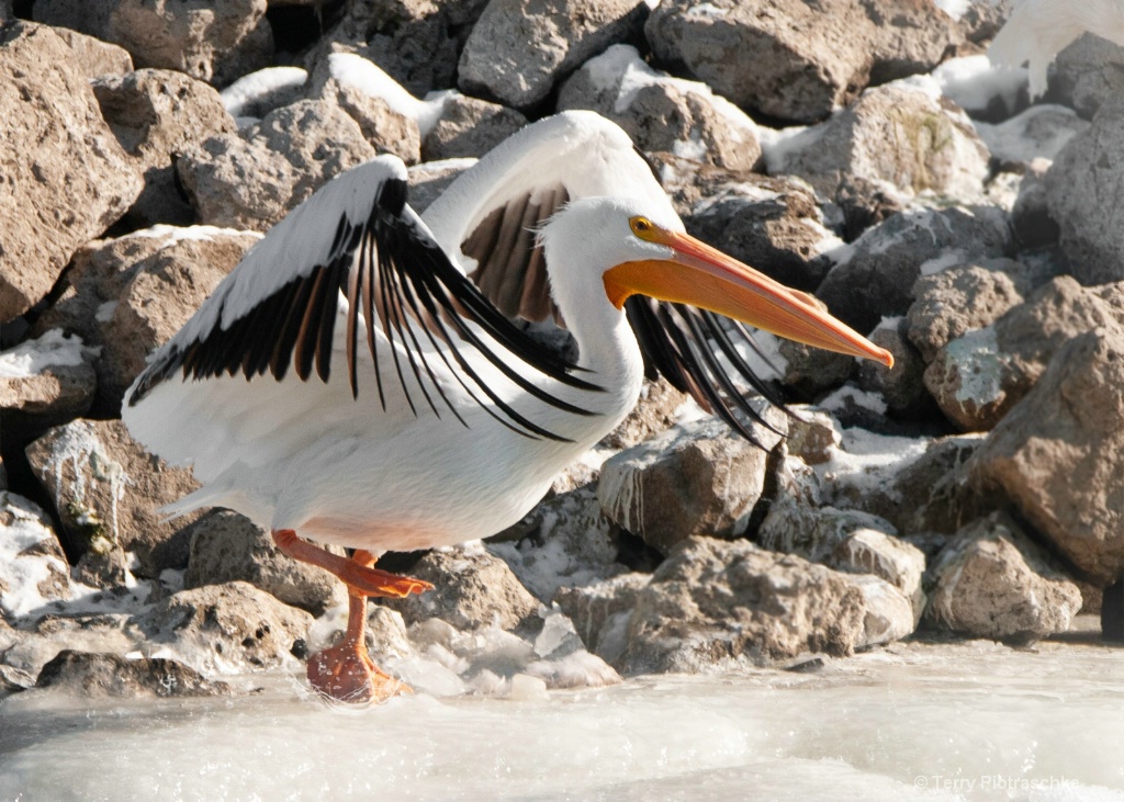 Making A Run For It - ID: 15674062 © Terry Piotraschke