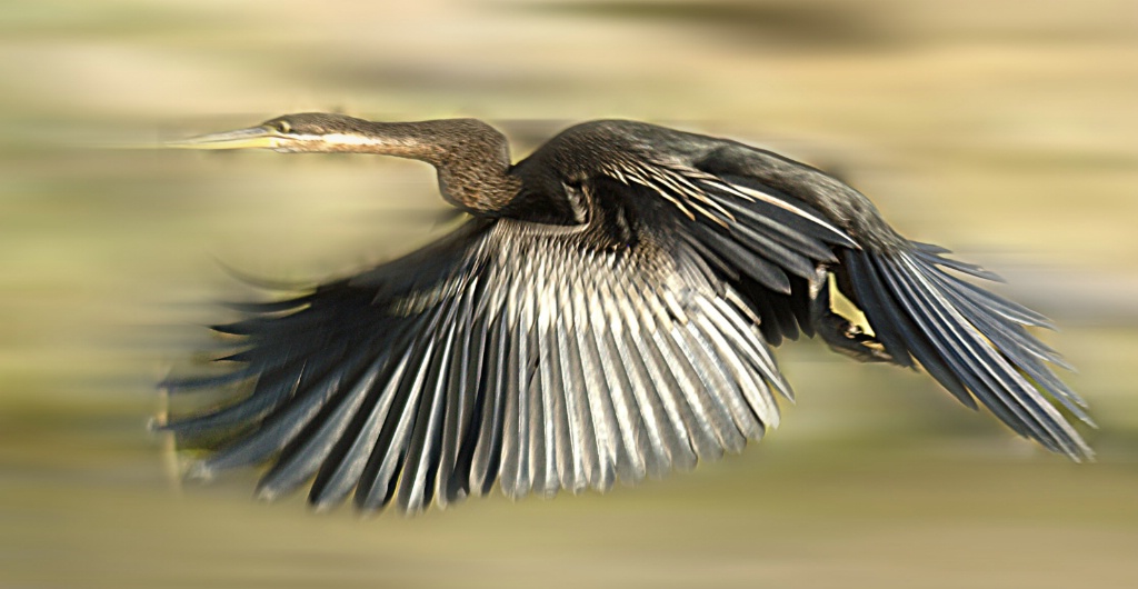 In Flight
