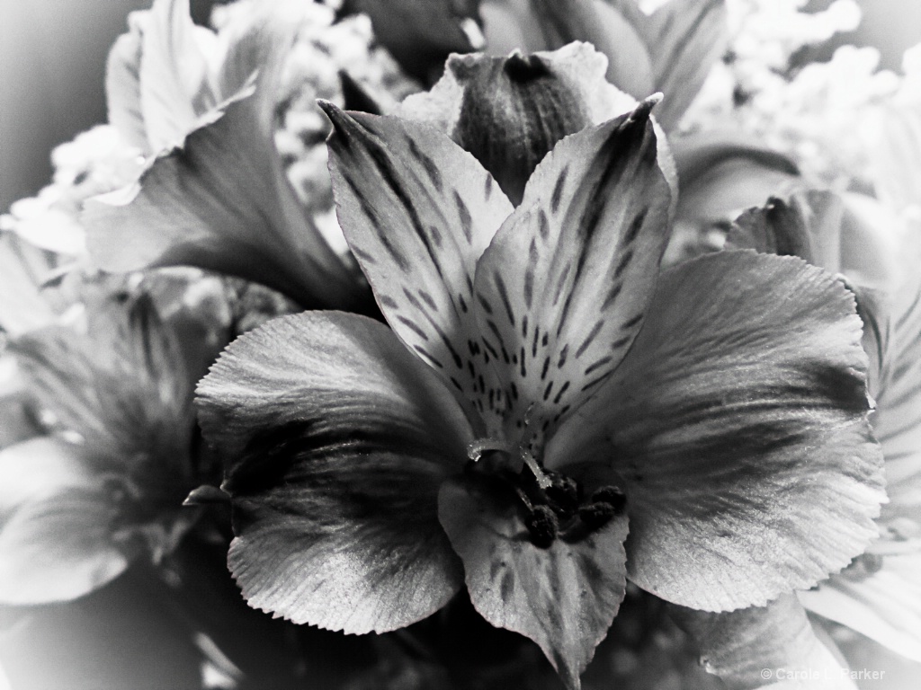 Lily In Black & White