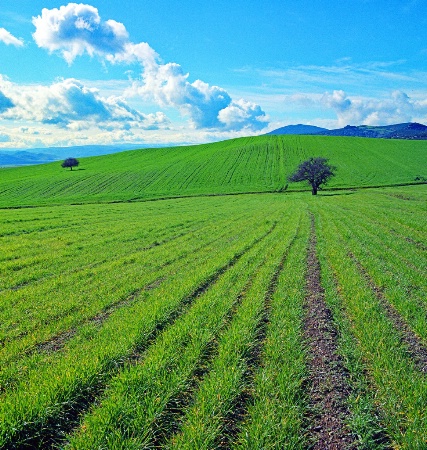 Two trees and crops landscape.