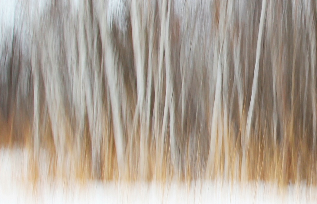 Winter Woods