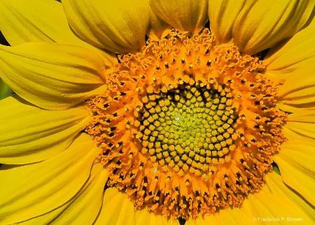Center of Sunflower