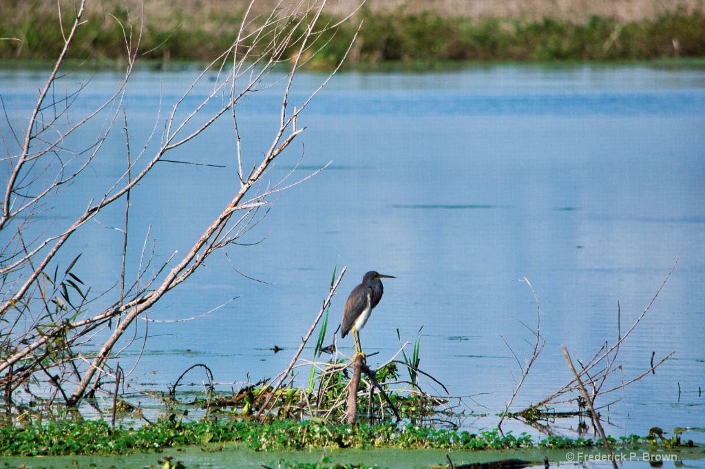 Lake Apopka WildLife Area North Shore