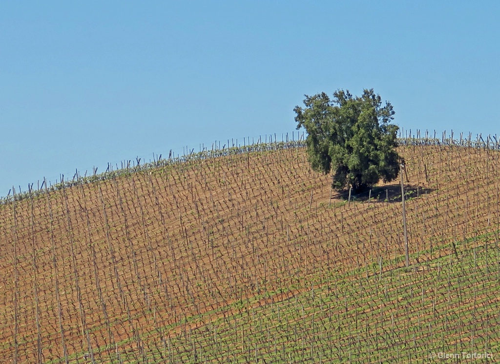 Hill in a Vineyard