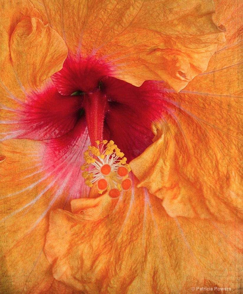 Hibiscus - ID: 15674268 © Pat Powers