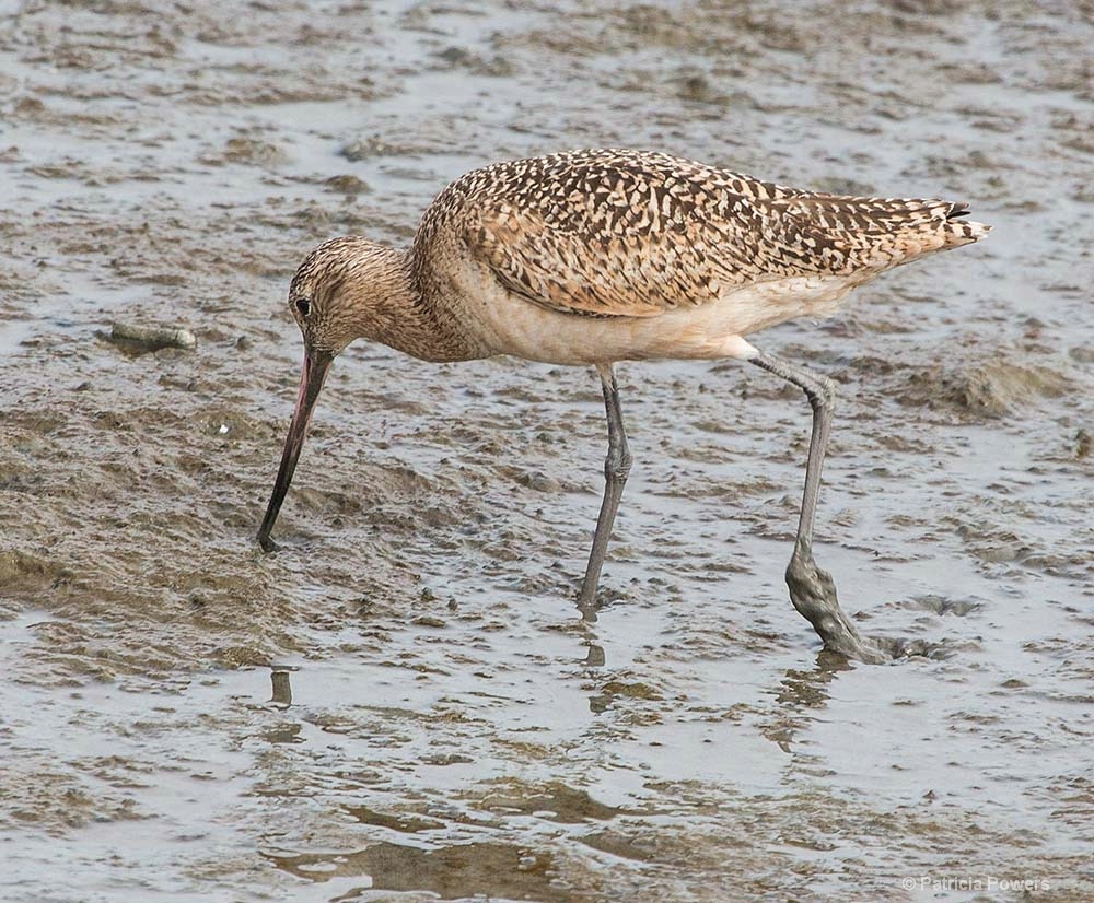 Long Billed Curlew - ID: 15674271 © Pat Powers