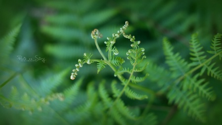 FERN DANCE