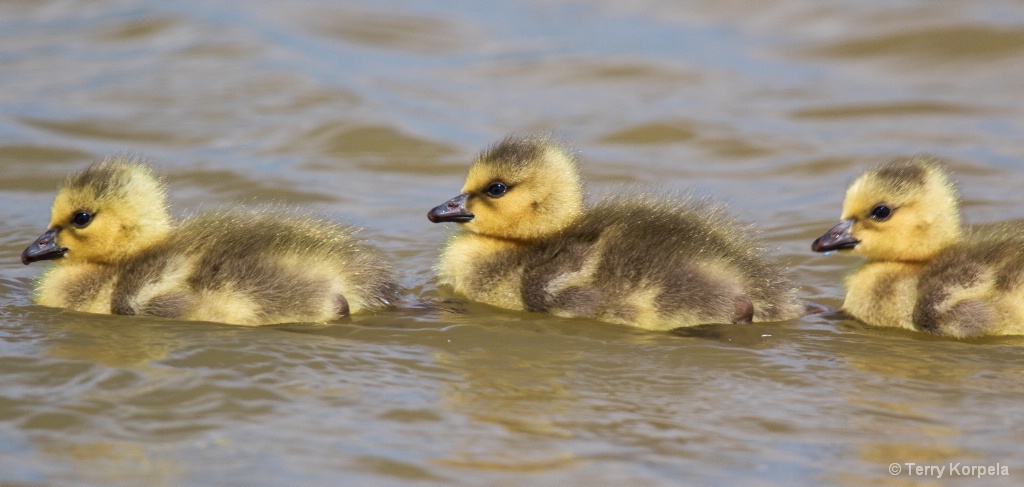 Baby Canada Geese - ID: 15674591 © Terry Korpela