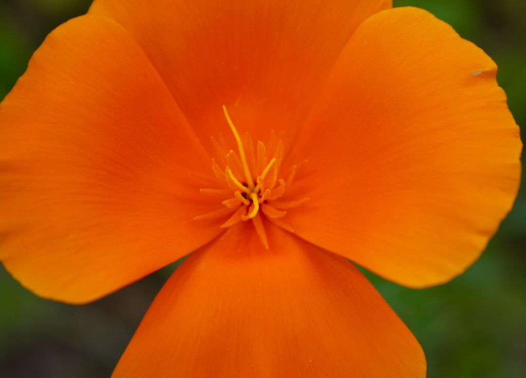 California orange poppy