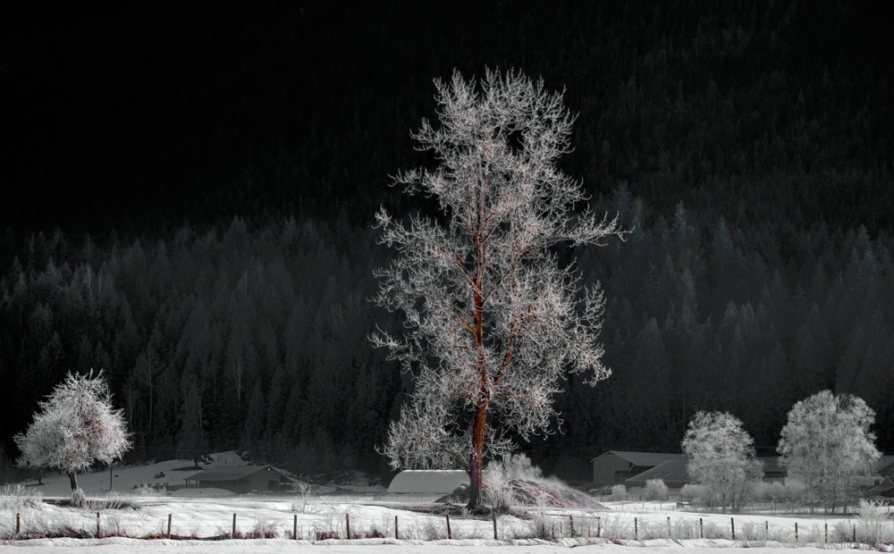 Early Morning Hoarfrost 