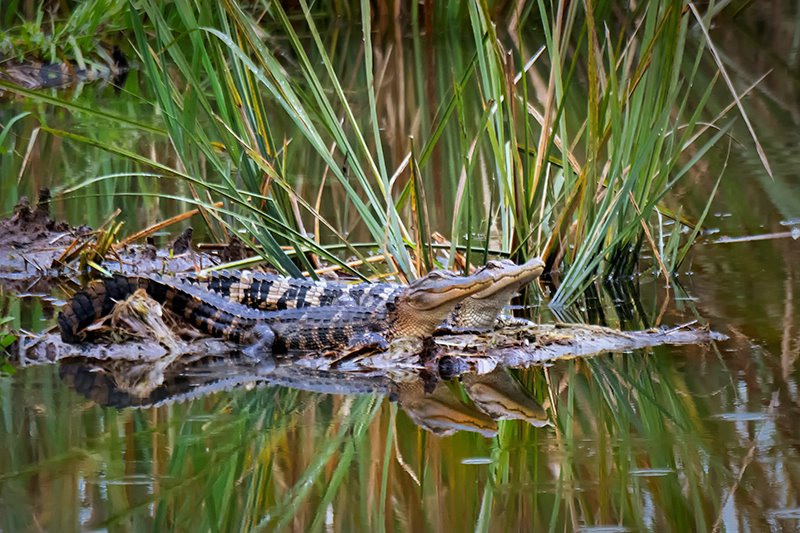 Alligator Savannah WR 2018-3 - ID: 15674747 © Donald R. Curry