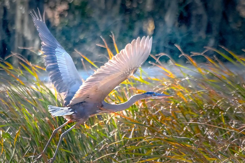 Blue Heron Savannah WR 3
