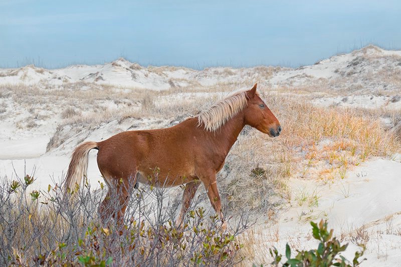 Horse, Wild OBX 2018-1 - ID: 15674759 © Donald R. Curry