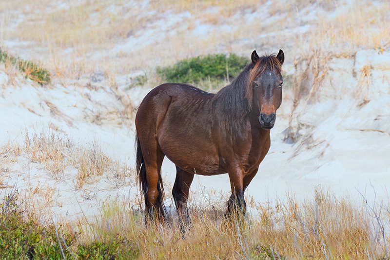 Horse, Wild OBX 2018-2 - ID: 15674764 © Donald R. Curry
