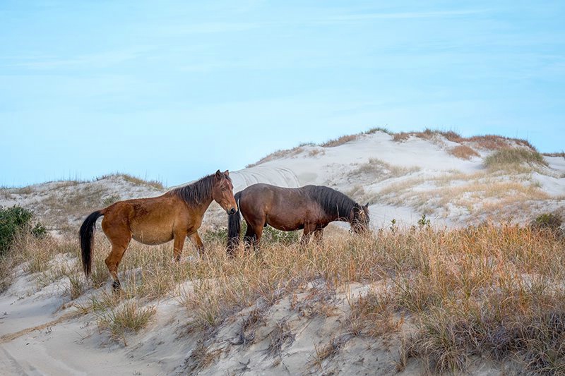 Horse, Wild OBX 2018-7 - ID: 15674767 © Donald R. Curry
