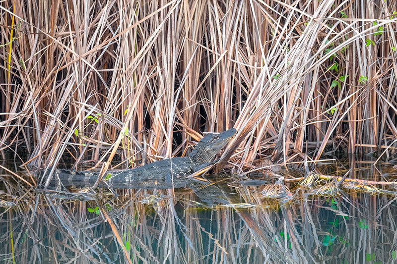 Alligator Savannah WR 2018-5 - ID: 15674771 © Donald R. Curry